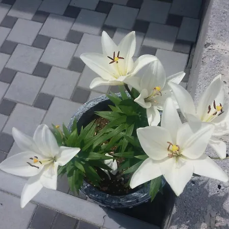 Сasa de vacaciones Flowers House *