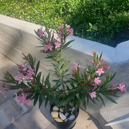 Flowers House Bihać